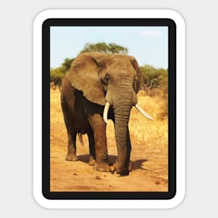 ELEPHANT WALK Sticker